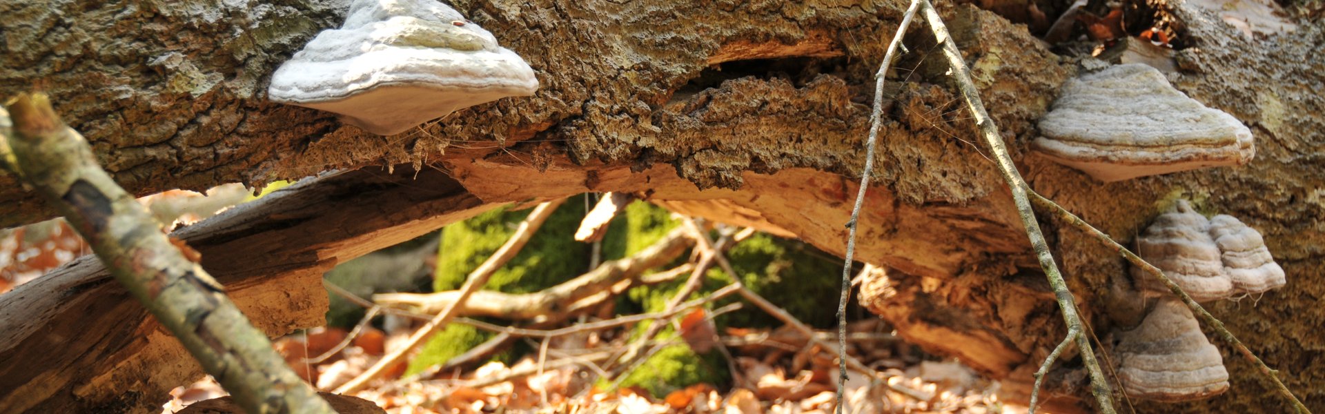 Schrobach Stiftung Header Bild Baum im Unterholz